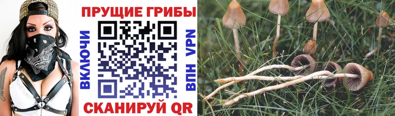 Галлюциногенные грибы мицелий Кушва